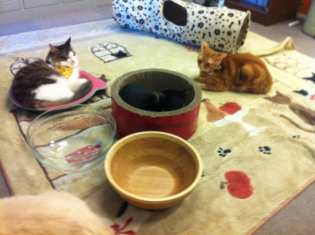 猫カフェを英語で説明したいんですが、