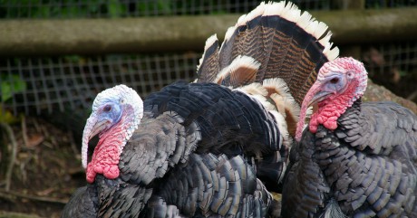 Turkey 七面鳥
